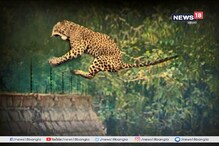 চার জায়গায় মিলল ‘সচিন’-এর পায়ের ছাপ, এখনও অধরা চিতাবাঘ চার জায়গায় মিলল ‘সচিন’-এর পায়ের ছাপ, এখনও অধরা চিতাবাঘ