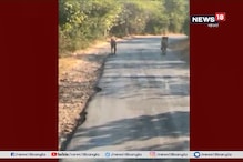গুজরাতের রাস্তায় ঘুরছে সিংহ-সিংহি, দেখুন ভাইরাল ভিডিও গুজরাতের রাস্তায় ঘুরছে সিংহ-সিংহি, দেখুন ভাইরাল ভিডিও