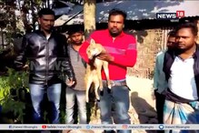 গোয়ালঘরে ডুকতেই গরুর লাথি খেয়ে বেহুঁশ শিয়াল গোয়ালঘরে ডুকতেই গরুর লাথি খেয়ে বেহুঁশ শিয়াল