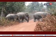 চন্দ্রকোণায় ফের হাতির তাণ্ডব, নষ্ট হয়েছে কয়েকশো বিঘা জমির ফসল চন্দ্রকোণায় ফের হাতির তাণ্ডব, নষ্ট হয়েছে কয়েকশো বিঘা জমির ফসল