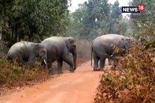 হাতি করিডরে এবার নতুন বাধা রাস্তার বড় বড় গর্ত হাতি করিডরে এবার নতুন বাধা রাস্তার বড় বড় গর্ত