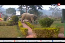 নির্জন সেনা ছাউনিতে খোশমেজাজে হাতির প্রাতঃ ভ্রমণ নির্জন সেনা ছাউনিতে খোশমেজাজে হাতির প্রাতঃ ভ্রমণ