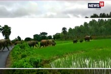 দেখুন, নয়াগ্রামে দলছুট হাতির তাণ্ডব দেখুন, নয়াগ্রামে দলছুট হাতির তাণ্ডব