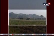 হাতির হানায় চাঞ্চল্য হাওড়ায় হাতির হানায় চাঞ্চল্য হাওড়ায়