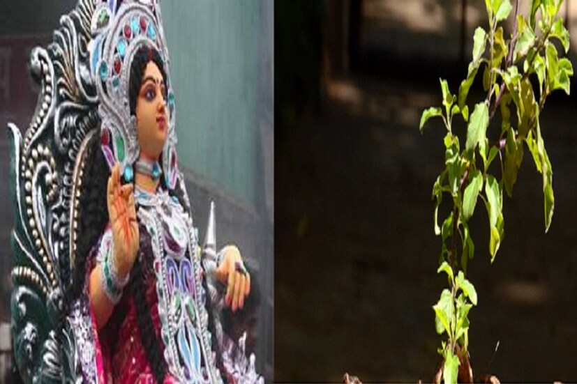 মা লক্ষ্মী ও দেবী তুলসীর সম্পর্ক চিরকালই একটু আলাদা একটু অন্য ৷ দু'জনেই দু'জনের থেকে সব সময়েই সমদূরত্ব বজায় রাখেন ৷ ছবি সংগৃহীত ৷