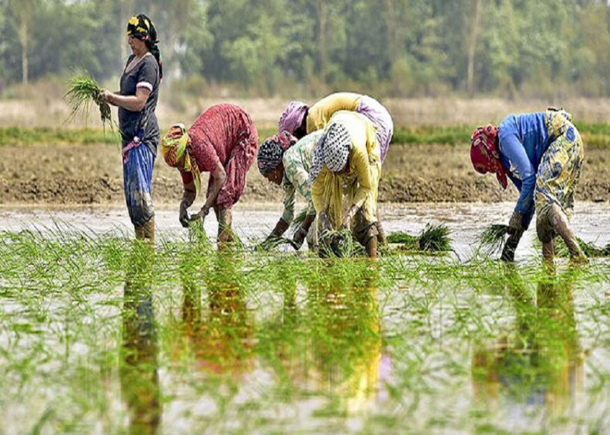 ফণীর তাণ্ডব থেকে ফসল বাঁচাতে মরিয়া উত্তর চব্বিশ পরগনার বাগদা ব্লকের কৃষকরা। আষারু গ্রাম পঞ্চায়েত এলাকার কাদারডাঙার মাঠে দ্রুত ধান কাটতে ব্যবহার করা হচ্ছে কমবাইন হারভেস্টার। দিনমজুর না পেয়ে অনেকে নিজেরাই ধান কাটছেন। কেউ ব্যস্ত পটল খেতের মাঁচা বাঁচাতে।।photo source collected ফণীর তাণ্ডব থেকে ফসল বাঁচাতে মরিয়া উত্তর চব্বিশ পরগনার বাগদা ব্লকের কৃষকরা। আষারু গ্রাম পঞ্চায়েত এলাকার কাদারডাঙার মাঠে দ্রুত ধান কাটতে ব্যবহার করা হচ্ছে কমবাইন হারভেস্টার। দিনমজুর না পেয়ে অনেকে নিজেরাই ধান কাটছেন। কেউ ব্যস্ত পটল খেতের মাঁচা বাঁচাতে।।photo source collected