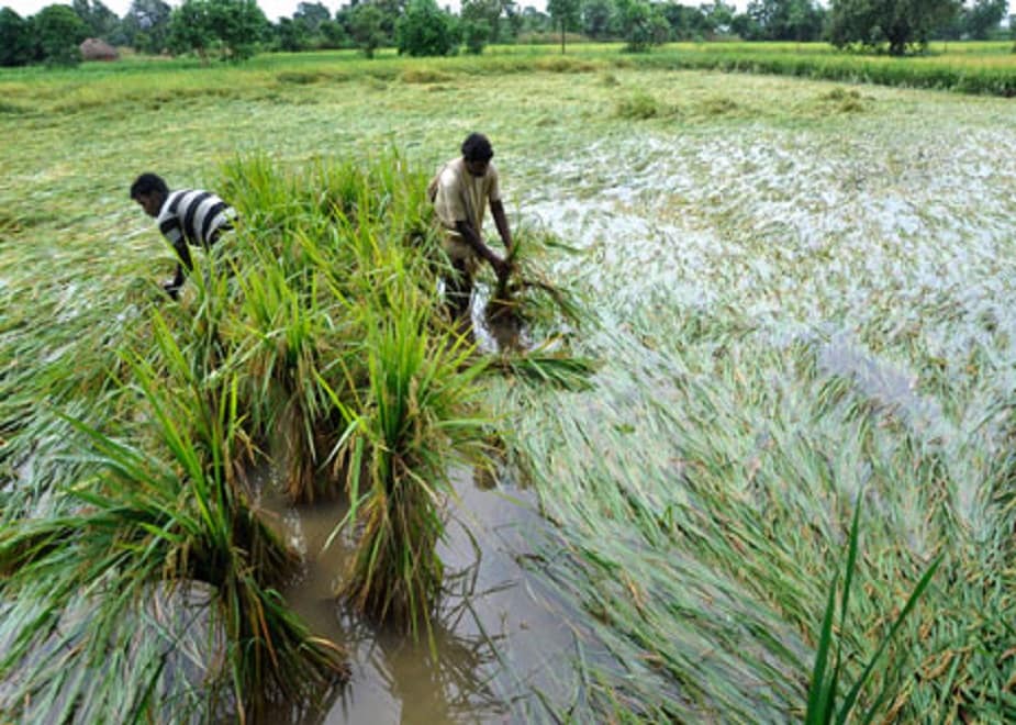 একই ছবি রাজ্যের সবজি ভান্ডার দক্ষিণ চব্বিশ পরগনার ভাঙড়ে। রাজ্য সরকারের বিভিন্ন প্রচার শুনে এখন দ্রুত ফসল ঘরে তুলছেন লাঙলবেকি,সাতুলি,পিঠাপুকুর,নাটাপুকুর এলাকার কয়েক হাজার কৃষক। চাঁদিফাটা গরমে অমিল শ্রমিক। বাধ্য হয়ে নিজেরাই বোরো ধান কেটে ঘরে তুলছেন পরিবারের ছোট থেকে বড় সকলেই।photo source collected একই ছবি রাজ্যের সবজি ভান্ডার দক্ষিণ চব্বিশ পরগনার ভাঙড়ে। রাজ্য সরকারের বিভিন্ন প্রচার শুনে এখন দ্রুত ফসল ঘরে তুলছেন লাঙলবেকি,সাতুলি,পিঠাপুকুর,নাটাপুকুর এলাকার কয়েক হাজার কৃষক। চাঁদিফাটা গরমে অমিল শ্রমিক। বাধ্য হয়ে নিজেরাই বোরো ধান কেটে ঘরে তুলছেন পরিবারের ছোট থেকে বড় সকলেই।photo source collected