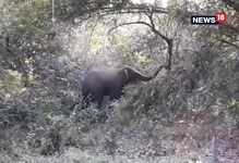 উত্তর ভাটোরা গ্রামে ঢুকে পড়ল দুটি হাতি, তাড়াতে গিয়ে আহত ৩ উত্তর ভাটোরা গ্রামে ঢুকে পড়ল দুটি হাতি, তাড়াতে গিয়ে আহত ৩