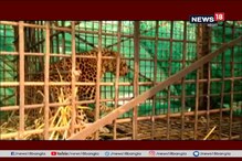 আলিপুরদুয়ারের রামঝোরা চা বাগানে আবারও খাঁচাবন্দি লেপার্ড আলিপুরদুয়ারের রামঝোরা চা বাগানে আবারও খাঁচাবন্দি লেপার্ড