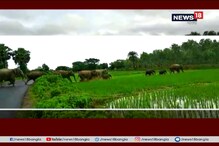 বাজার থেকে ধানক্ষেত দাপিয়ে বেড়াচ্ছে দাঁতালরা , দেখুন ভয়াবহ ভিডিও বাজার থেকে ধানক্ষেত দাপিয়ে বেড়াচ্ছে দাঁতালরা , দেখুন ভয়াবহ ভিডিও