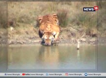 অপরূপ দৃশ্য ! সুন্দরবনের বেঙ্গল টাইগার জলপান করছে অপরূপ দৃশ্য ! সুন্দরবনের বেঙ্গল টাইগার জলপান করছে