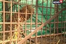 ছাগলের টোপ, তাতেই পা দিল লেপার্ড, দেখুন সেই ভিডিও ছাগলের টোপ, তাতেই পা দিল লেপার্ড, দেখুন সেই ভিডিও