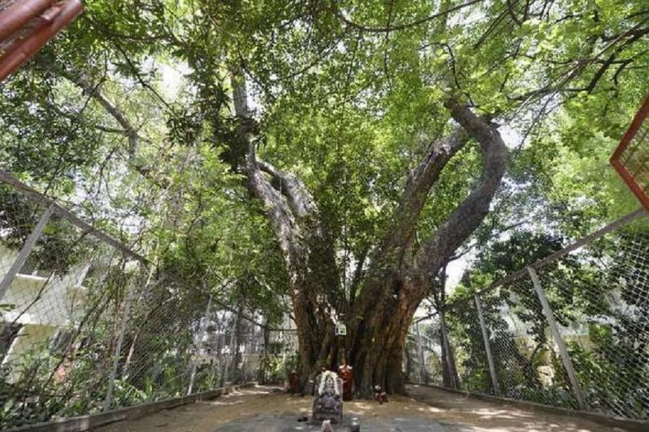 রবিবার সূর্যদেবের থেকে আর্শীবাদ পাওয়ার সঙ্গে অশ্বথ গাছেরও আরাধনা করা প্রয়োজন ৷ এমনটাই বলা রয়েছে হিন্দুশাস্ত্রে ৷ রবিবার সূর্যদেবের থেকে আর্শীবাদ পাওয়ার সঙ্গে অশ্বথ গাছেরও আরাধনা করা প্রয়োজন ৷ এমনটাই বলা রয়েছে হিন্দুশাস্ত্রে ৷