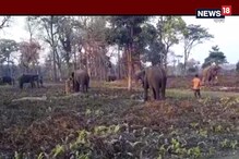 জলদাপাড়ায় মাহুতের প্রশিক্ষণ দিতে অসম থেকে আসছেন হাতি বিশেষজ্ঞ জলদাপাড়ায় মাহুতের প্রশিক্ষণ দিতে অসম থেকে আসছেন হাতি বিশেষজ্ঞ