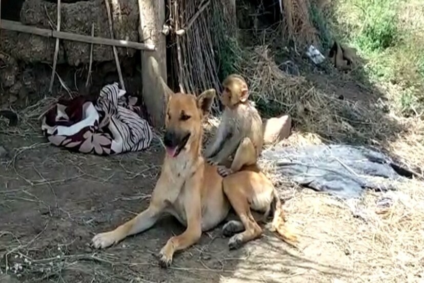 মানুষে মানুষে অনেক সময়ে দূরত্ব বাড়ার ঘটনা মন খারাপ করলেও এই অনন্য সম্পর্কের কথা মনকে নতুন করে শান্তি দেয় ৷ ভাললাগে ভাবতেও ৷ এত সুন্দর পৃথিবী ও তার এত সুন্দর সৃষ্টি ৷ 
