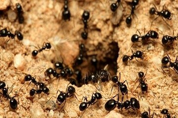 ঘরোয়া টোটকায় বাড়ি থেকে তাড়ান পিঁপড়ে