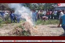 পোস্তয়ে আফিমের বিষ ! উত্তর দিনাজপুড়ে পুড়িয়ে দেওয়া হল পোস্ত গাছ পোস্তয়ে আফিমের বিষ ! উত্তর দিনাজপুড়ে পুড়িয়ে দেওয়া হল পোস্ত গাছ