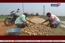 অকালবৃষ্টিতে চাষে ব্যাপক ক্ষতি, সরকারি হিসেবে নষ্ট হাজার কোটির ফসল অকালবৃষ্টিতে চাষে ব্যাপক ক্ষতি, সরকারি হিসেবে নষ্ট হাজার কোটির ফসল