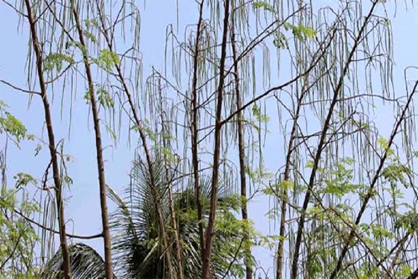 কোয়েম্বাটুর, রোহিত ১, পিকেএম ১, পিকেএম ২ তে দুর্দান্ত সজন থাকে ৷