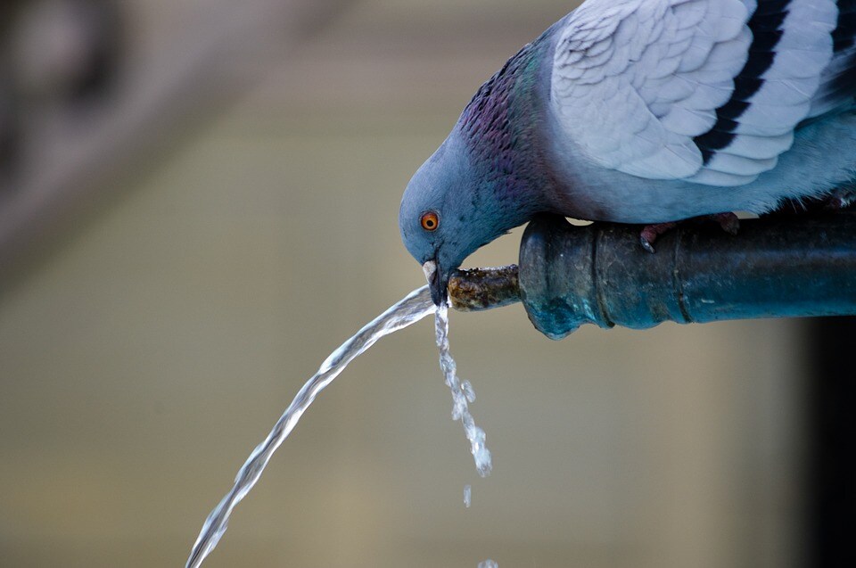 (Tap Water) বা কলের মুখ খুললেই যে জল াওয়া যায় তাই ট্যাপ ওয়াটার ৷ এই জল পাইবের মাধ্যমে পাওয়া যায় ৷ পানের উপযুক্ত হতেও পারে আবার নাও হতে পারে ৷ আমাদের দেশে পানীয় জলের শ্রেণির অন্তর্গত এই জল নয় ৷ এই জল বাথরুম, রান্নাঘর, সিঙ্ক, ধোওয়া-মোছার কাজে ব্যবহৃত হতেই পারে ৷ ইংরেজি পত্রিকা দ্য গার্ডিয়ান্স গবেষণায় উঠে এসেছে এই সমস্ত জলে অ্যালুমেনিয়াম, পেস্টিসাইডস থাকে বলেই এই জল পরিশোধিত করে তবেই খাওয়া উচিৎ ৷ প্রতীকী ছবি ৷ (Tap Water) বা কলের মুখ খুললেই যে জল াওয়া যায় তাই ট্যাপ ওয়াটার ৷ এই জল পাইবের মাধ্যমে পাওয়া যায় ৷ পানের উপযুক্ত হতেও পারে আবার নাও হতে পারে ৷ আমাদের দেশে পানীয় জলের শ্রেণির অন্তর্গত এই জল নয় ৷ এই জল বাথরুম, রান্নাঘর, সিঙ্ক, ধোওয়া-মোছার কাজে ব্যবহৃত হতেই পারে ৷ ইংরেজি পত্রিকা দ্য গার্ডিয়ান্স গবেষণায় উঠে এসেছে এই সমস্ত জলে অ্যালুমেনিয়াম, পেস্টিসাইডস থাকে বলেই এই জল পরিশোধিত করে তবেই খাওয়া উচিৎ ৷ প্রতীকী ছবি ৷