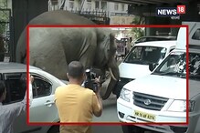ভোররাতে লোকালয়ে হাতির তাণ্ডব, আতঙ্কে পালালেন স্থানীয় বাসিন্দারা ভোররাতে লোকালয়ে হাতির তাণ্ডব, আতঙ্কে পালালেন স্থানীয় বাসিন্দারা