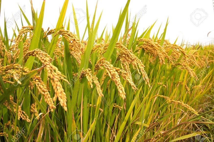 মৃগশিরা নক্ষত্রের অপর নাম অগ্রহায়ণী৷ একদিকে চাঁদ এই সময় মৃগশিরায় অবস্থান করে বলে এই মাসের নাম অগ্রহায়ণ৷ অন্যদিকে এই সময় ধান পাকার সুবাস বা আঘ্রাণে আকাশ বাতাস ম ম করে বলেও এই মাসকে আদর করে অঘ্রাণ বলে ডাকা হয়৷ মৃগশিরা নক্ষত্রের অপর নাম অগ্রহায়ণী৷ একদিকে চাঁদ এই সময় মৃগশিরায় অবস্থান করে বলে এই মাসের নাম অগ্রহায়ণ৷ অন্যদিকে এই সময় ধান পাকার সুবাস বা আঘ্রাণে আকাশ বাতাস ম ম করে বলেও এই মাসকে আদর করে অঘ্রাণ বলে ডাকা হয়৷