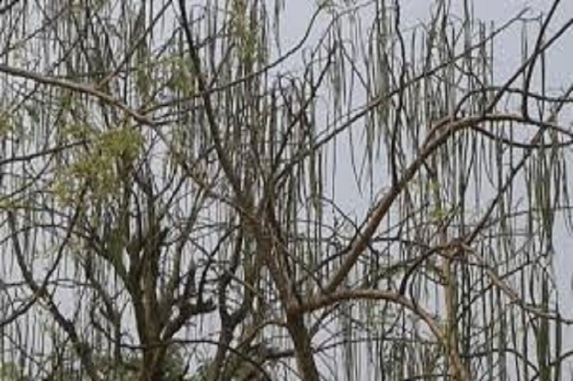 শুকনো বালি মাটিতে সজনে চাষ ভাল হয় ৷ প্রথমবার চাষের পর শুধু পর্যবেক্ষণ প্রয়োজন তারপরে ১০ বছর পর্যন্ত আর চাষ করতে হয়না ৷ ফলন হতেই থাকে ৷ প্রতীকী ছবি ৷