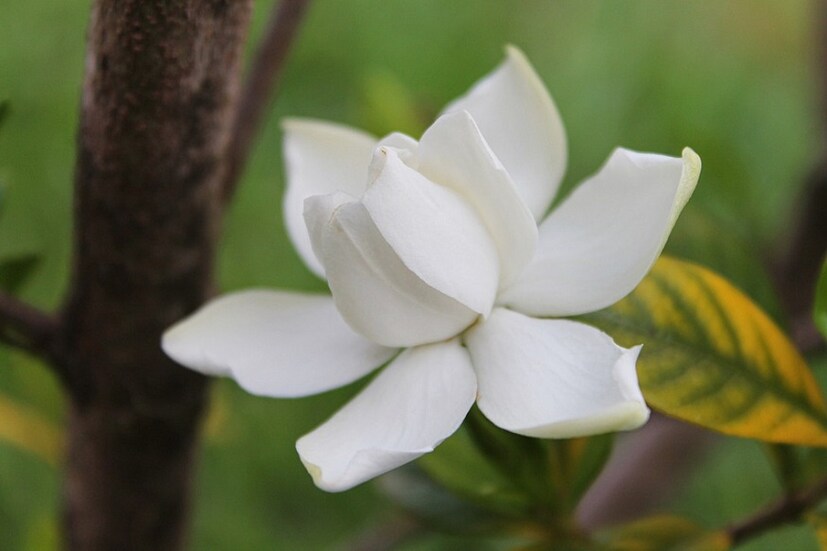 জুঁই ফুলের সুগন্ধ আমাদের চিন্তা ভাবনা উন্নত করে৷ মস্তিষ্ক সজাগ করে তোলে৷