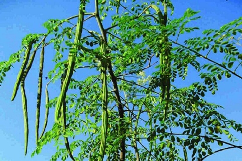শুধুই সজনে ডাঁটা নয়, সজনে পাতা ও ফুল অত্যন্ত পুষ্টি সমৃদ্ধ খাবার ৷ পুষ্টিগুণ অত্যন্ত বেশি ৷