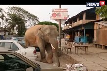 রাস্তায় পড়ে থাকা আবর্জনা থেকেই খাবার খাচ্ছে ক্ষুধার্ত হাতি ! দেখে নিন ভিডিও রাস্তায় পড়ে থাকা আবর্জনা থেকেই খাবার খাচ্ছে ক্ষুধার্ত হাতি ! দেখে নিন ভিডিও