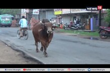 তৃণমূল প্রার্থীর ভোট প্রচারে আচমকা ষাঁড়ের হামলা, আহত ৭ তৃণমূল প্রার্থীর ভোট প্রচারে আচমকা ষাঁড়ের হামলা, আহত ৭