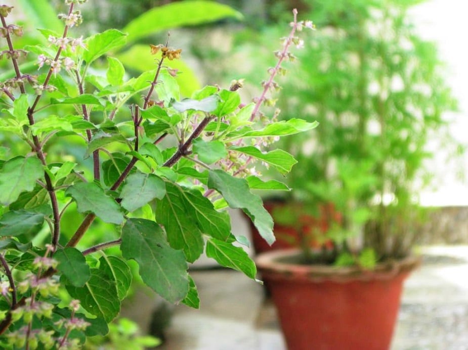 অক্ষয় তৃতীয়ার দিন স্নান না করে তুলসী পাতা ছিড়বেন না ৷ ভগবান বিষ্ণুর তুলসী পাতা ভীষণ প্রিয়, সেই কারণে এমনটা করলে মা লক্ষ্মী কূপিত হন ৷ অক্ষয় তৃতীয়ার দিন স্নান না করে তুলসী পাতা ছিড়বেন না ৷ ভগবান বিষ্ণুর তুলসী পাতা ভীষণ প্রিয়, সেই কারণে এমনটা করলে মা লক্ষ্মী কূপিত হন ৷