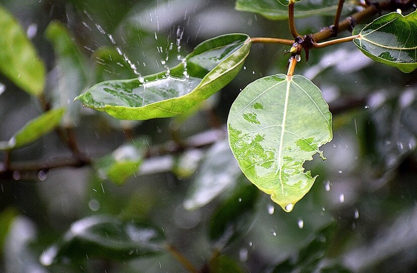 • ঝাড়খন্ড সংলগ্ন পশ্চিমের জেলায় বজ্র-বিদ্যুৎ সহ বৃষ্টির সম্ভাবনা রয়েছে। 