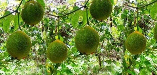 তবে শুধুই ঘামের দুর্গন্ধ নয়, পাইলসের সমস্যা থাকলে কাঁকরোল বাটার সঙ্গে চিনি মিশিয়ে খেলে সমস্যা দূর হবে ৷ তবে শুধুই ঘামের দুর্গন্ধ নয়, পাইলসের সমস্যা থাকলে কাঁকরোল বাটার সঙ্গে চিনি মিশিয়ে খেলে সমস্যা দূর হবে ৷