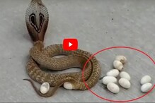 দেখুন ভাইরাল ভিডিও দেখুন ভাইরাল ভিডিও
