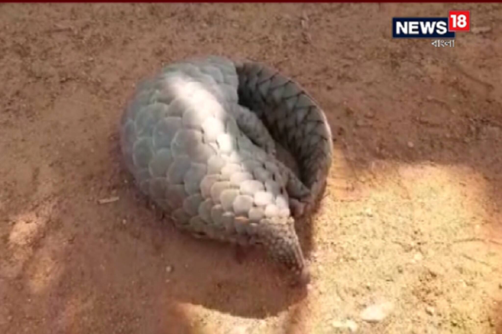 খড়গপুরের মালঞ্চতে নালা থেকে উদ্ধার প্যাঙ্গোলিন