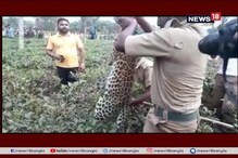 ময়নাগুড়িতে ধরা পড়ল চিতাবাঘ! দেখুন ভিডিও ময়নাগুড়িতে ধরা পড়ল চিতাবাঘ! দেখুন ভিডিও