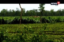 ডুয়ার্সে ফের হামলা চালাল হাতির দল, আতঙ্কে চা বাগানের কাজ ডুয়ার্সে ফের হামলা চালাল হাতির দল, আতঙ্কে চা বাগানের কাজ