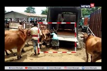 গরুর সঙ্গে জোর জবরদস্তি, তারপর ফল কী হল দেখুন ? গরুর সঙ্গে জোর জবরদস্তি, তারপর ফল কী হল দেখুন ?