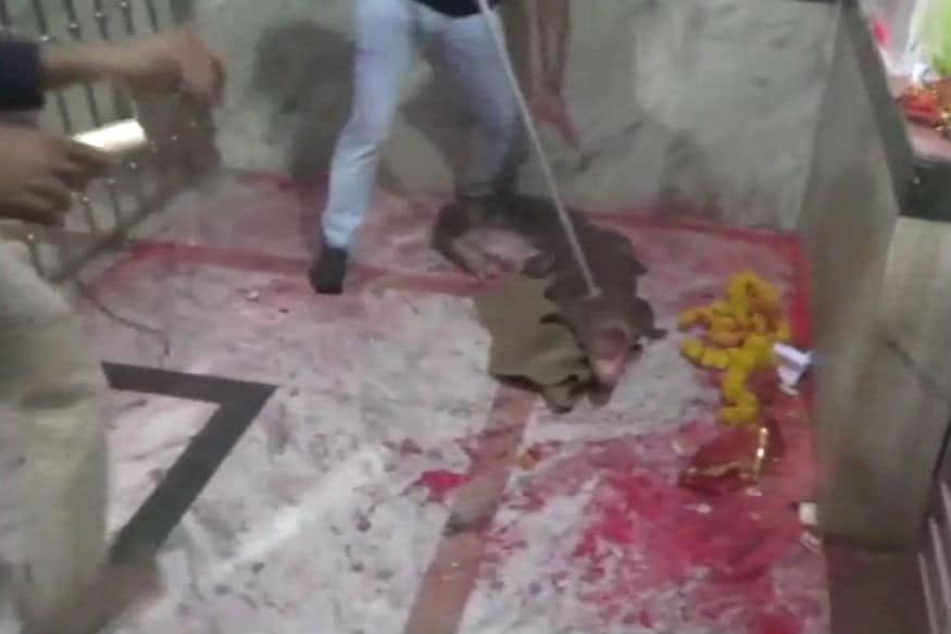 গুজরাতের মহাসাগরের এক মন্দিরে খোড়িয়া মোয়ের মন্দিরে হঠাৎ প্রবেশ করেছে একটি কুমির তাই দেখেই সূত্রপাত হয়েছে ঘটনার ৷ মূলত এই দেবী রাজস্থান ও গুজরাতে বিশেষ জাগ্রত ৷ গুজরাতের মহাসাগরের এক মন্দিরে খোড়িয়া মোয়ের মন্দিরে হঠাৎ প্রবেশ করেছে একটি কুমির তাই দেখেই সূত্রপাত হয়েছে ঘটনার ৷ মূলত এই দেবী রাজস্থান ও গুজরাতে বিশেষ জাগ্রত ৷