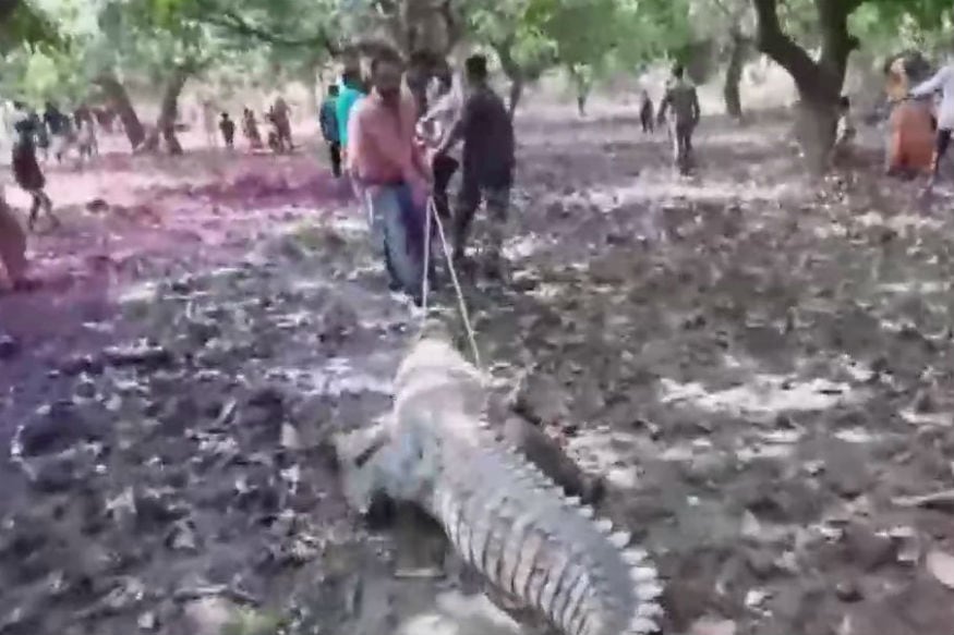 বন দফতরের আধিকারিকেরা জানিয়েছেন গ্রামে কুমির ধরার কাজ তাঁকরা করছিলেন সেই সময়ে একটি কুমির দলছুট হয়ে মন্দিরে আসতেই সবাই পুজো করতে শুরু করে দিয়েছিলেন ৷ বন দফতরের আধিকারিকেরা জানিয়েছেন গ্রামে কুমির ধরার কাজ তাঁকরা করছিলেন সেই সময়ে একটি কুমির দলছুট হয়ে মন্দিরে আসতেই সবাই পুজো করতে শুরু করে দিয়েছিলেন ৷