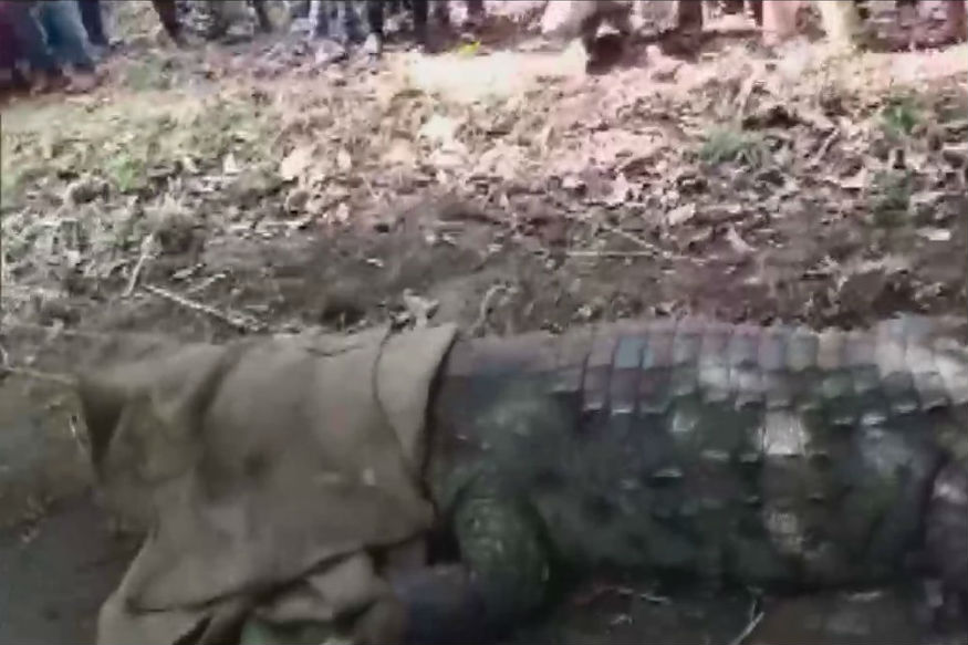 অনেকে বিশ্বাস করেন এক জাগ্রত দেবীর বাহন কুমির ৷ তাই কুমিরের মন্দিরে প্রবেশ কোনও সহজ ব্যাপার নয় ৷ তাই দেখতেই সবাই পুজো শুরু করে দিয়েছিলেন ৷ অনেকে বিশ্বাস করেন এক জাগ্রত দেবীর বাহন কুমির ৷ তাই কুমিরের মন্দিরে প্রবেশ কোনও সহজ ব্যাপার নয় ৷ তাই দেখতেই সবাই পুজো শুরু করে দিয়েছিলেন ৷