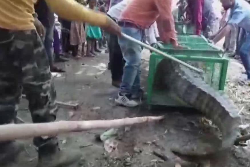 এই কুমিরকে ধরতে বন দফতরের কর্মীদের বিশেষ ভাবে ঘাম ঝরাতে হয়েছে ৷ কেননা ধর্মকেও তো আর স্বীকার করা যায়না ৷ মানুষের ভাবাবেগকেও ধাক্কা দেওয়া যায়না ৷ এই কুমিরকে ধরতে বন দফতরের কর্মীদের বিশেষ ভাবে ঘাম ঝরাতে হয়েছে ৷ কেননা ধর্মকেও তো আর স্বীকার করা যায়না ৷ মানুষের ভাবাবেগকেও ধাক্কা দেওয়া যায়না ৷