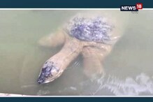 মোবাইল ক্যামেরার ক্লিকে প্রাণ ওষ্ঠাগত, তাই পর্যটকদের দেখে মুখ ফেরাচ্ছে কচ্ছপরা মোবাইল ক্যামেরার ক্লিকে প্রাণ ওষ্ঠাগত, তাই পর্যটকদের দেখে মুখ ফেরাচ্ছে কচ্ছপরা