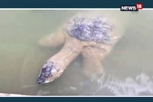 মোবাইল ক্যামেরার ক্লিকে প্রাণ ওষ্ঠাগত, তাই পর্যটকদের দেখে মুখ ফেরাচ্ছে কচ্ছপরা মোবাইল ক্যামেরার ক্লিকে প্রাণ ওষ্ঠাগত, তাই পর্যটকদের দেখে মুখ ফেরাচ্ছে কচ্ছপরা