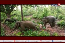 ঝাড়গ্রামে হাতির তাণ্ডব, এলাকা জুড়ে দাপালো একদল দাঁতাল ঝাড়গ্রামে হাতির তাণ্ডব, এলাকা জুড়ে দাপালো একদল দাঁতাল