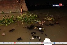 গঙ্গায় বাড়ছে দূষণ, জলে মিশছে পোড়া রাসায়নিক তুলোর বিষ গঙ্গায় বাড়ছে দূষণ, জলে মিশছে পোড়া রাসায়নিক তুলোর বিষ