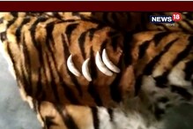 পাচার হচ্ছিল বহুমূল্য বাঘছাল, গ্রেফতার কয়েকজন পাচারকারী পাচার হচ্ছিল বহুমূল্য বাঘছাল, গ্রেফতার কয়েকজন পাচারকারী