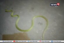 শোওয়ার ঘরে ৫ ফুট লম্বা বিষাক্ত সাপ, তারপর যা হল, দেখুন ভিডিও শোওয়ার ঘরে ৫ ফুট লম্বা বিষাক্ত সাপ, তারপর যা হল, দেখুন ভিডিও