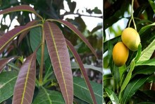 হাই ব্লাড সুগার? সমাধান করবে আমপাতা, কীভাবে জানুন
